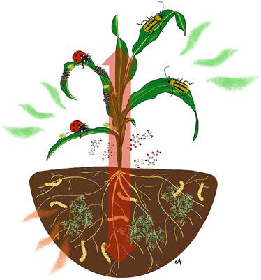 The Effects of Biostimulants on Induced Plant Defense